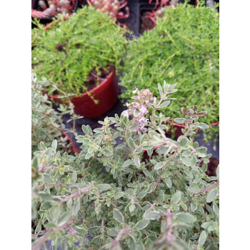 Macierzanka cytrynowa-Thymus x citriodorus Silver King