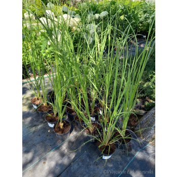 Trawa pampasowa Rosea-Cortaderia selloana