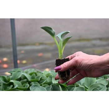 Funkia Blue Mouse Ears - Hosta hybrid