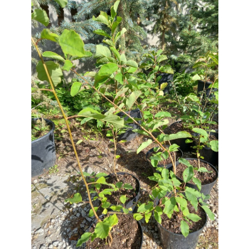 Obiela groniasta-Exochorda racemosa