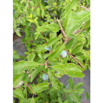 Śliwa tarnina-Prunus spinosa