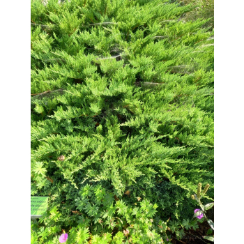 Jałowiec sabiński Tamariscifolia -  Juniperus sabina