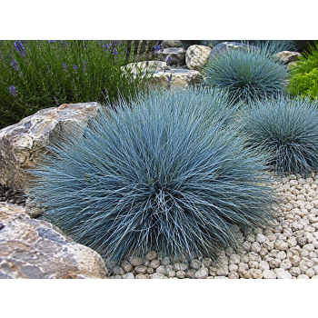 Kostrzewa sina Blue Select - Festuca glauca
