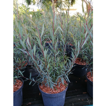 Wierzba purpurowa Nana - Salix purpurea Nana
