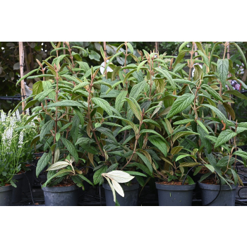 Kalina sztywnolistna - Viburnum rhythidophyllum