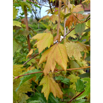 Klon czerwony - Acer rubrum