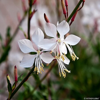 Gaura Lindheimera Whirling Butterflies - Gaura lindheimer