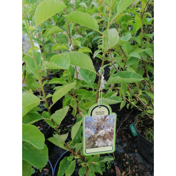 Obiela groniasta-Exochorda racemosa