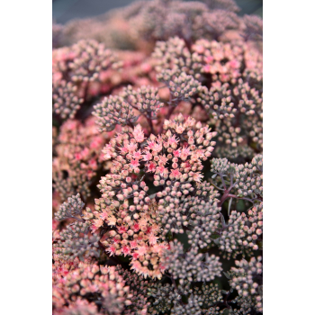 Rozchodnik ogrodowy Globe Pink - Sedum hybridum