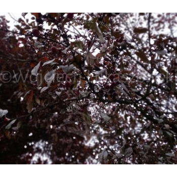 Jabłoń purpurowa-Malus purpurea