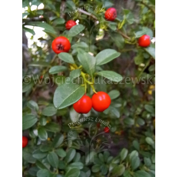 Irga Dammera Major-Cotoneaster dammeri