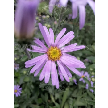 Aster gawędka-Aster amellus