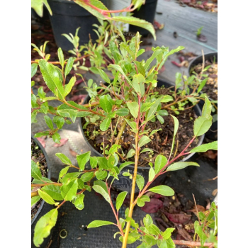 Wierzba arktyczna-Salix arctica var. petraea