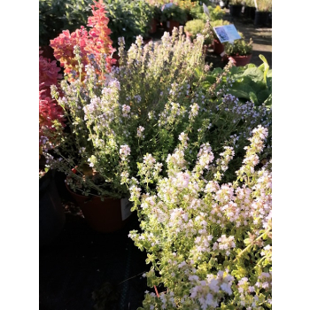 Macierzanka cytrynowa Gold Stream -Thymus x citriodorus