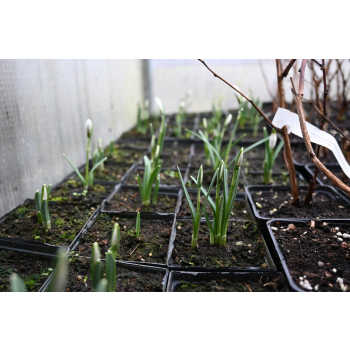 Śnieżyczka - Galanthus nivalis
