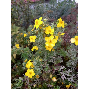 Pięciornik krzewiasty Goldfinger-Potentilla fruticosa
