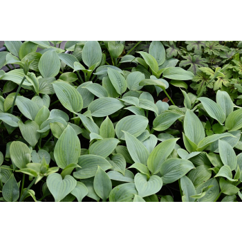 Funkia Fragrant Blue - Hosta hybrid