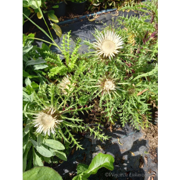 Dziewięćsił łodygowy-Carlina acualis ssp.simplex