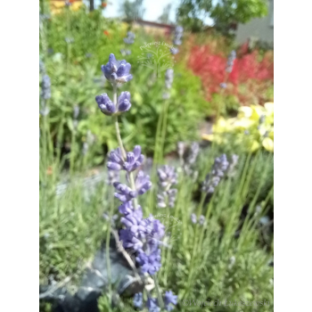 Lawenda ogrodowa-Lavandula vera