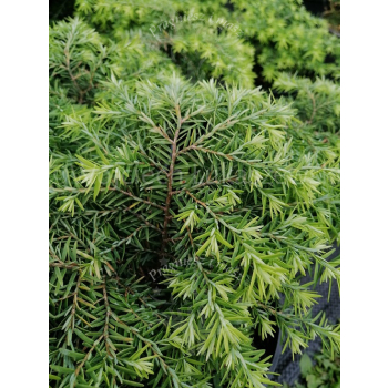 Choina kanadyjska Jeddeloh-Tsuga canadensis