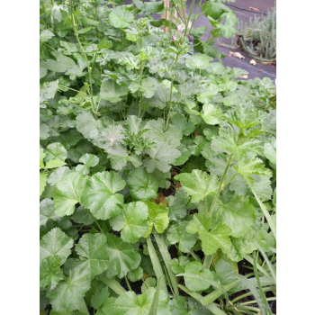 Ślaz piżmowy różowy-Malva moschata
