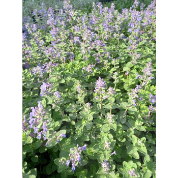Kocimiętka-Nepeta