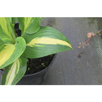 Funkia  Lakeside Paisley Print - Hosta