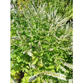 Mięta marokańska-Mentha spicata Moroccan