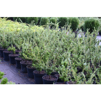 Choina Martensa - Tsuga mertensiana