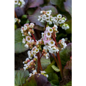 Bergenia sercolistna Jelle - Bergenia cordifolia