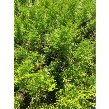 Żywotnik zachodni-Thuja occidentalis Smaragd