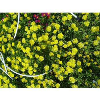Delosperma Solstice Yellow - Delosperma cooperi