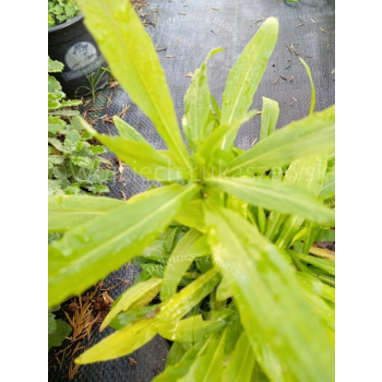 Dzielżan jesienny-Helenium autumnale