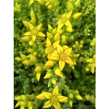 Rozchodnik ostry-Sedum acre