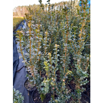 Bukszpan zawszezielony Rotundifolia-Buxus sempervirens