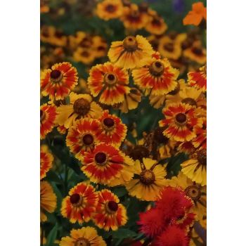 Dzielżan jesienny-Helenium autumnale