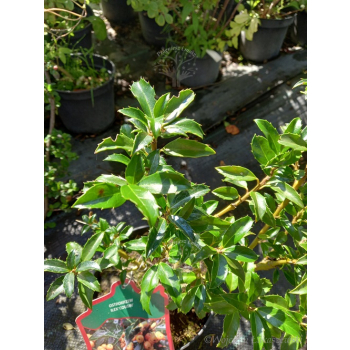 Ostrokrzew Cousin-Ilex