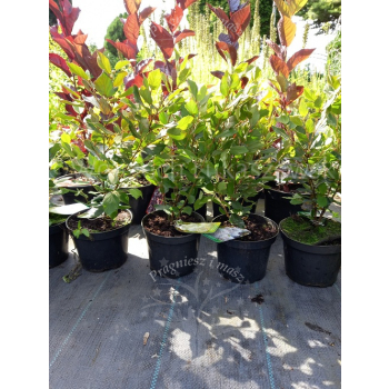 Fotergilla olszolistna Carolina (Brian Upchurch)-Fothergilla gardenii