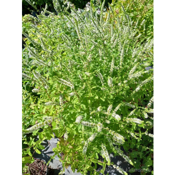 Mięta marokańska-Mentha spicata Moroccan