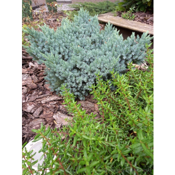 Jałowiec łuskowy Blue Star-Juniperus squamata