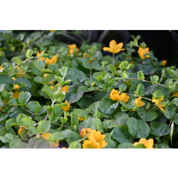 Tojeść rozesłana - Lysimachia nummularia