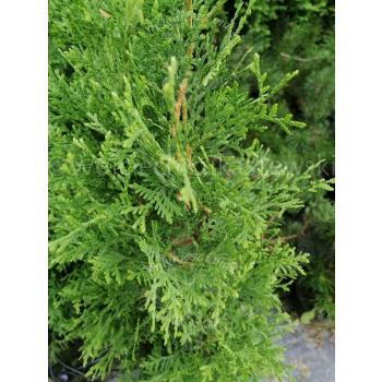 Żywotnik zachodni Malonyana-Thuja occidentalis