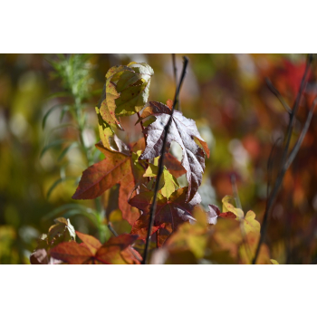 Ambrowiec amerykański - Liquidambar styraciflua