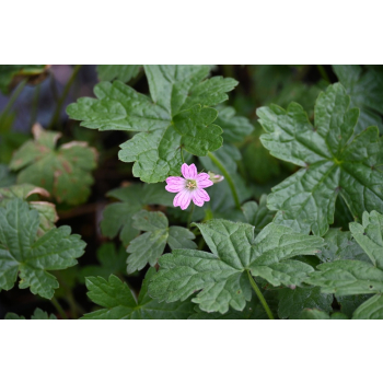 Bodziszek versicolor - Geranium