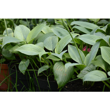 Funkia Fragrant Blue - Hosta hybrid