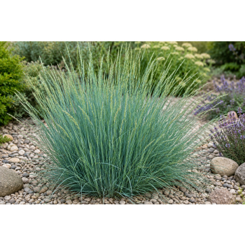 Wydmuchrzyca Magellana - Elymus magellanicuss