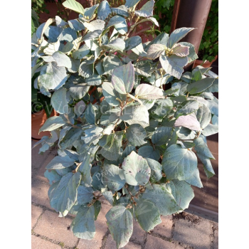 Fotergilla mieszańcowa Blue Shadow-Fothergilla x intermedia