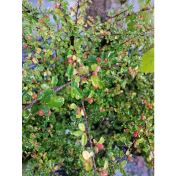 Irga dielsa-Cotoneaster dielsianus