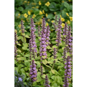 Dąbrówka rozłogowa Gold Chang - Ajuga reptans