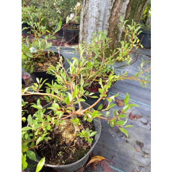 Wierzba arktyczna-Salix arctica var. petraea